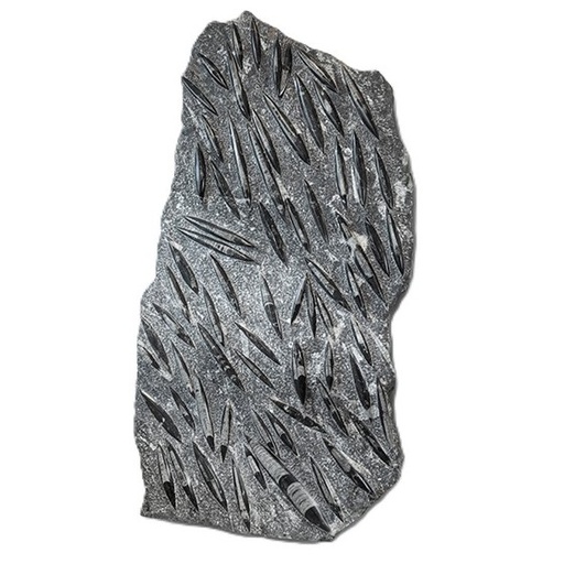 [50028] Doddery Face